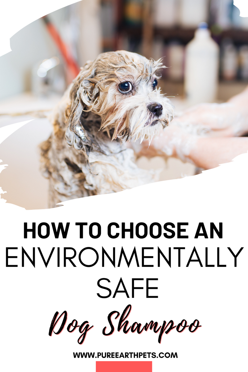 How to Choose Dog Shampoo? Unleash the Best Tips!