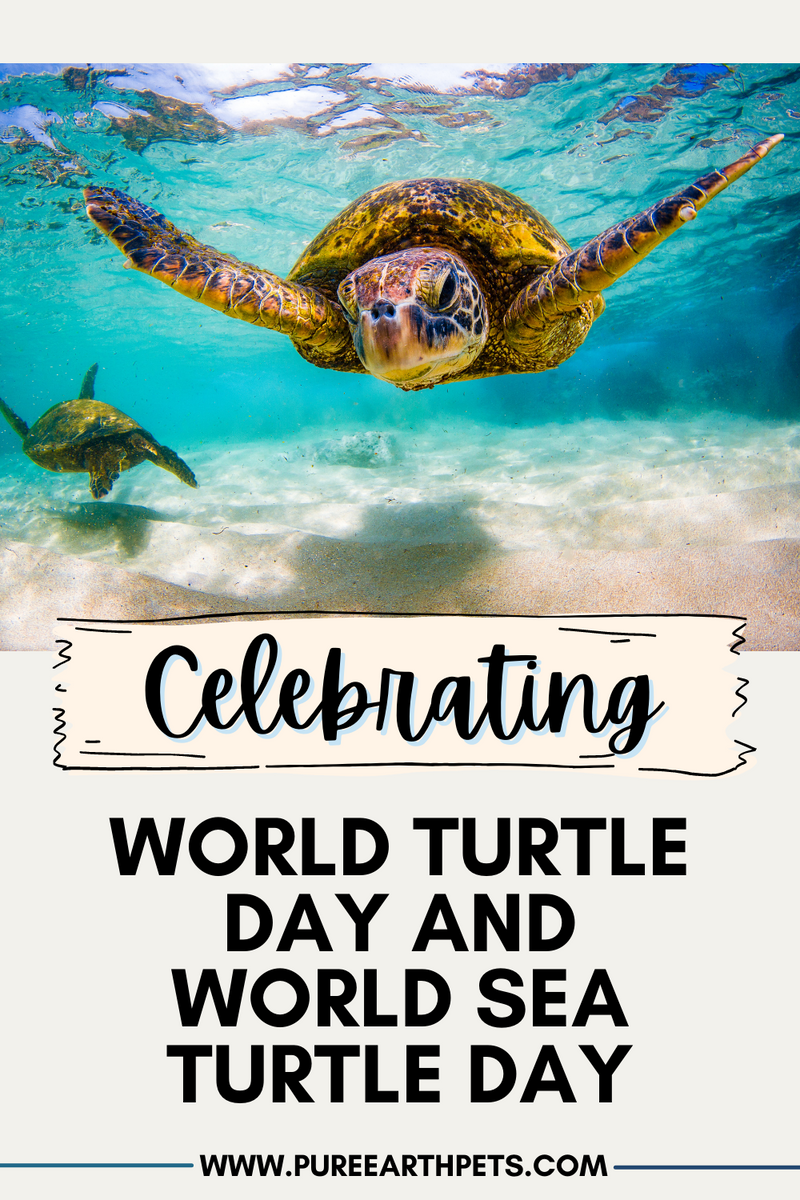 Celebrating World Turtle Day And World Sea Turtle Day – Pure Earth Pets