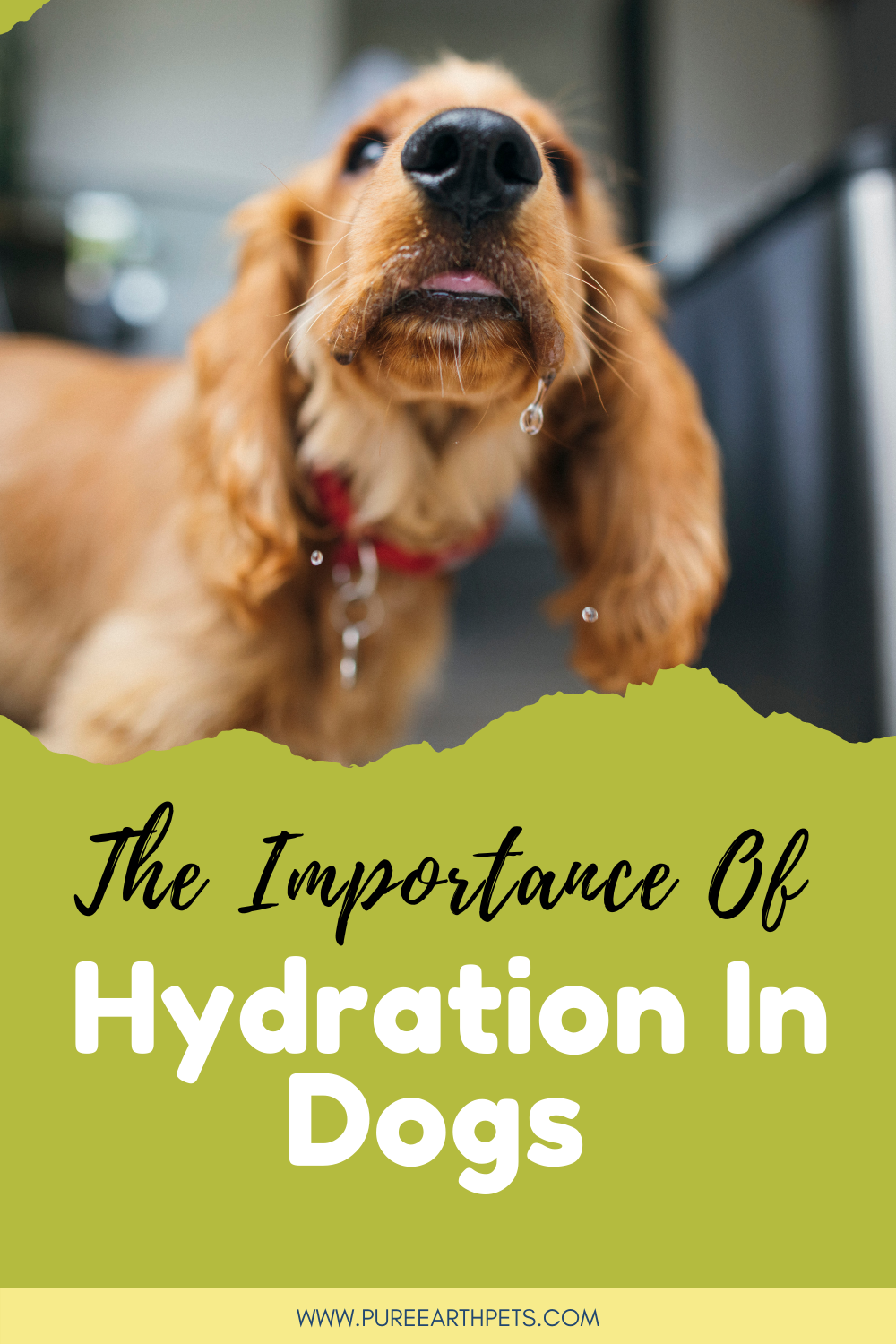 The Importance of Hydration for Dogs