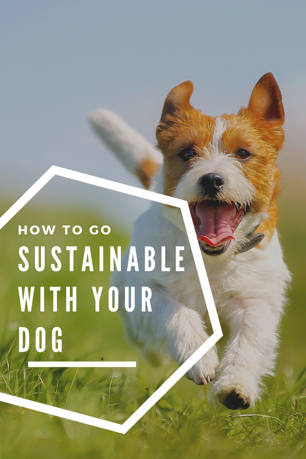 How To Go Sustainable With Your Dog