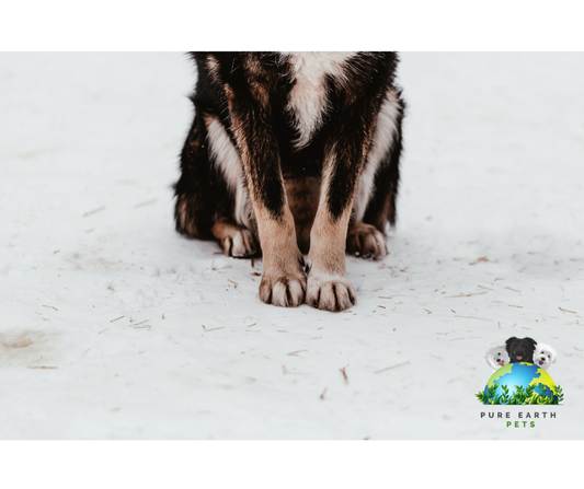 Your Dog’s Ecological Paw Print: What to Do with Your Dog’s Poop