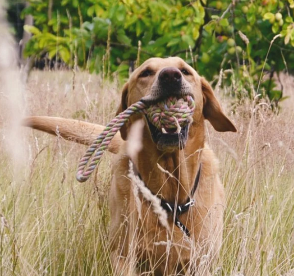 Beco Pets Hemp Rope Ball with Handle – Pure Earth Pets